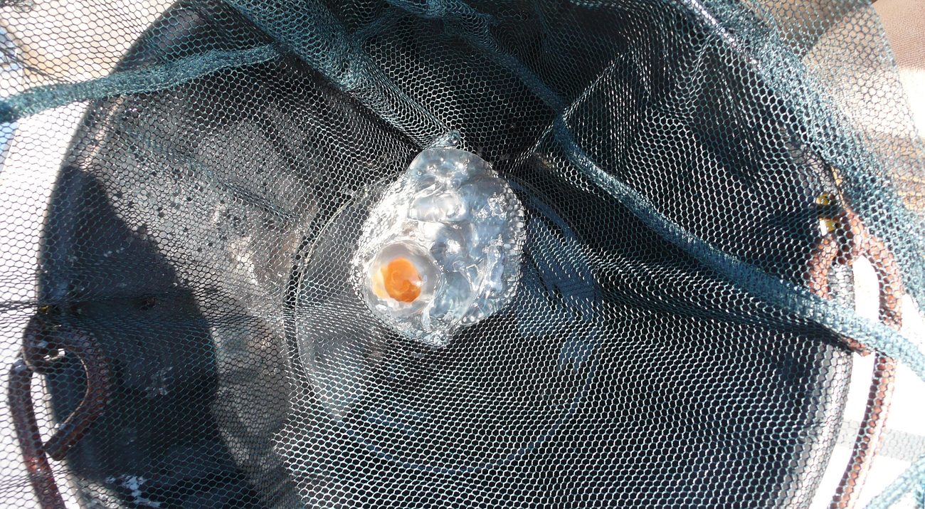 tukortojas meduza
